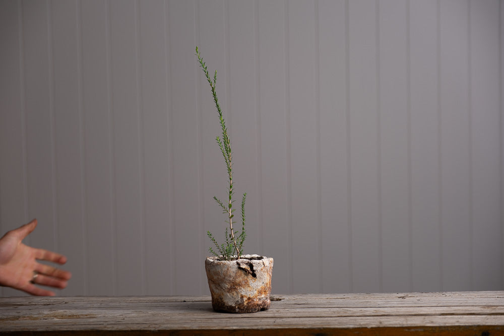 Little Wonky Pot