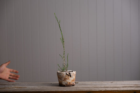Little Wonky Pot