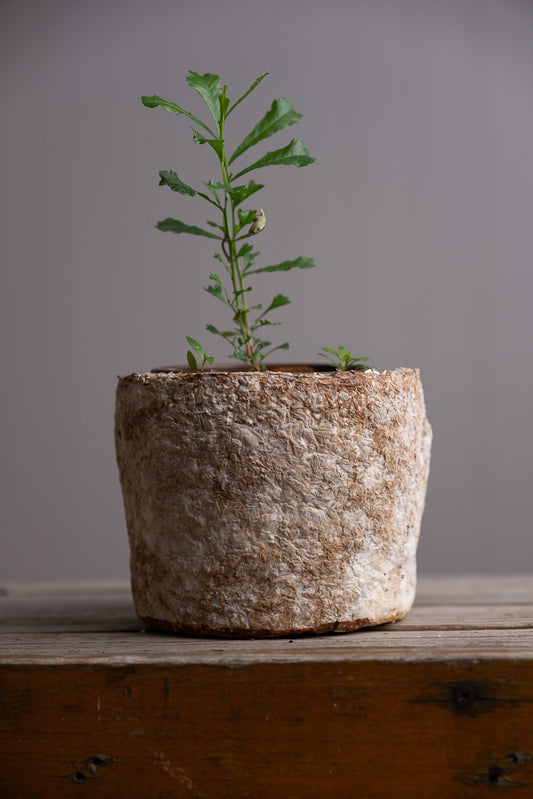 Medium Wonky Pot