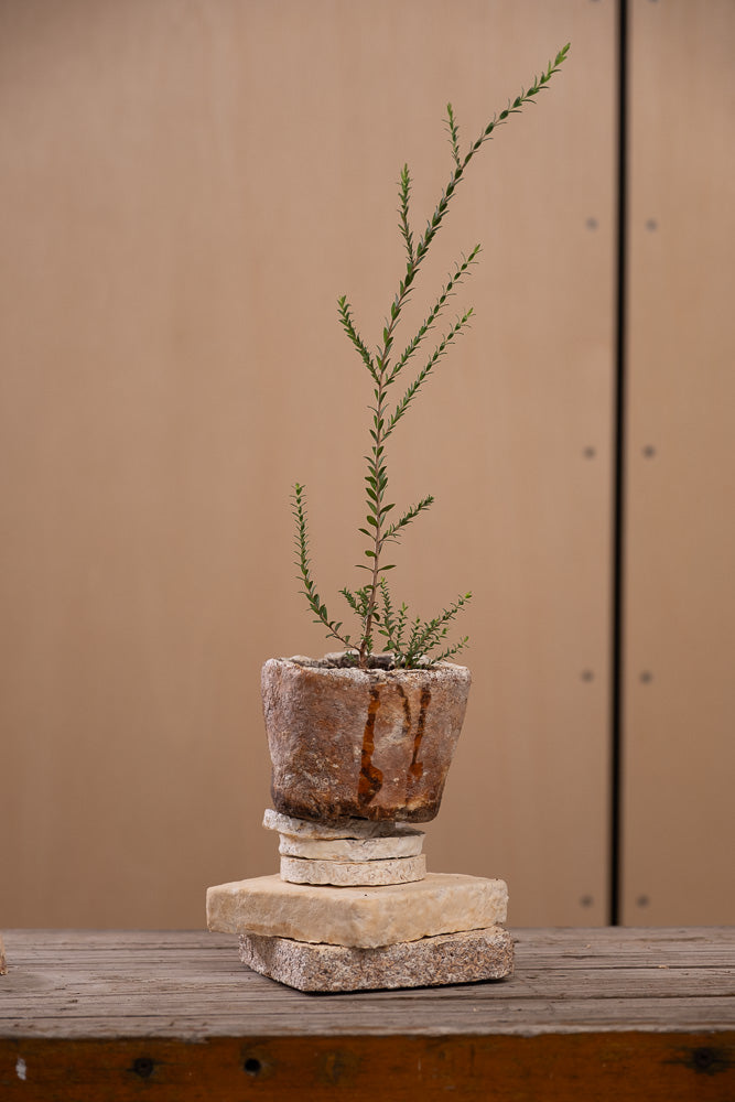 Little Wonky Pot